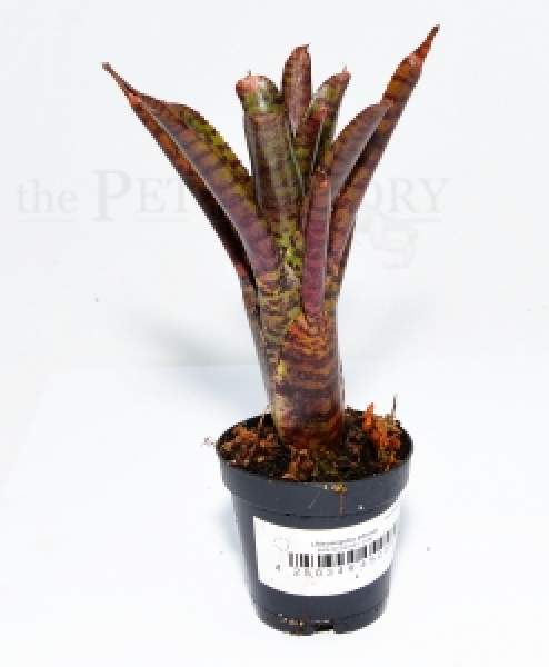 Neoregelia adonis